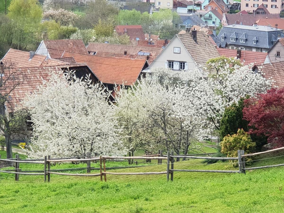 Petit week end dans la vallée Breitenbach-Haut-Rhin Buitenkant foto