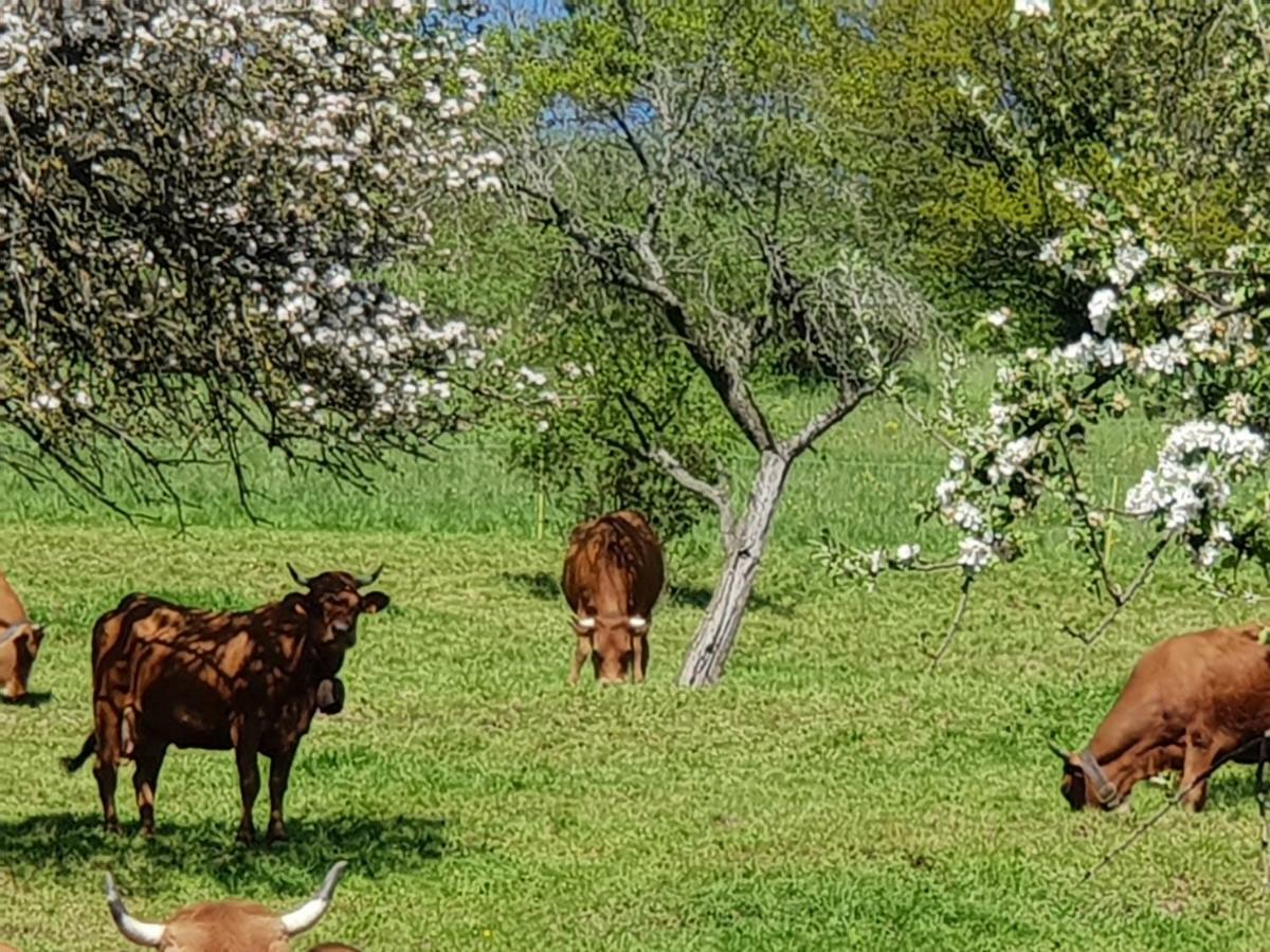Petit week end dans la vallée Breitenbach-Haut-Rhin Buitenkant foto