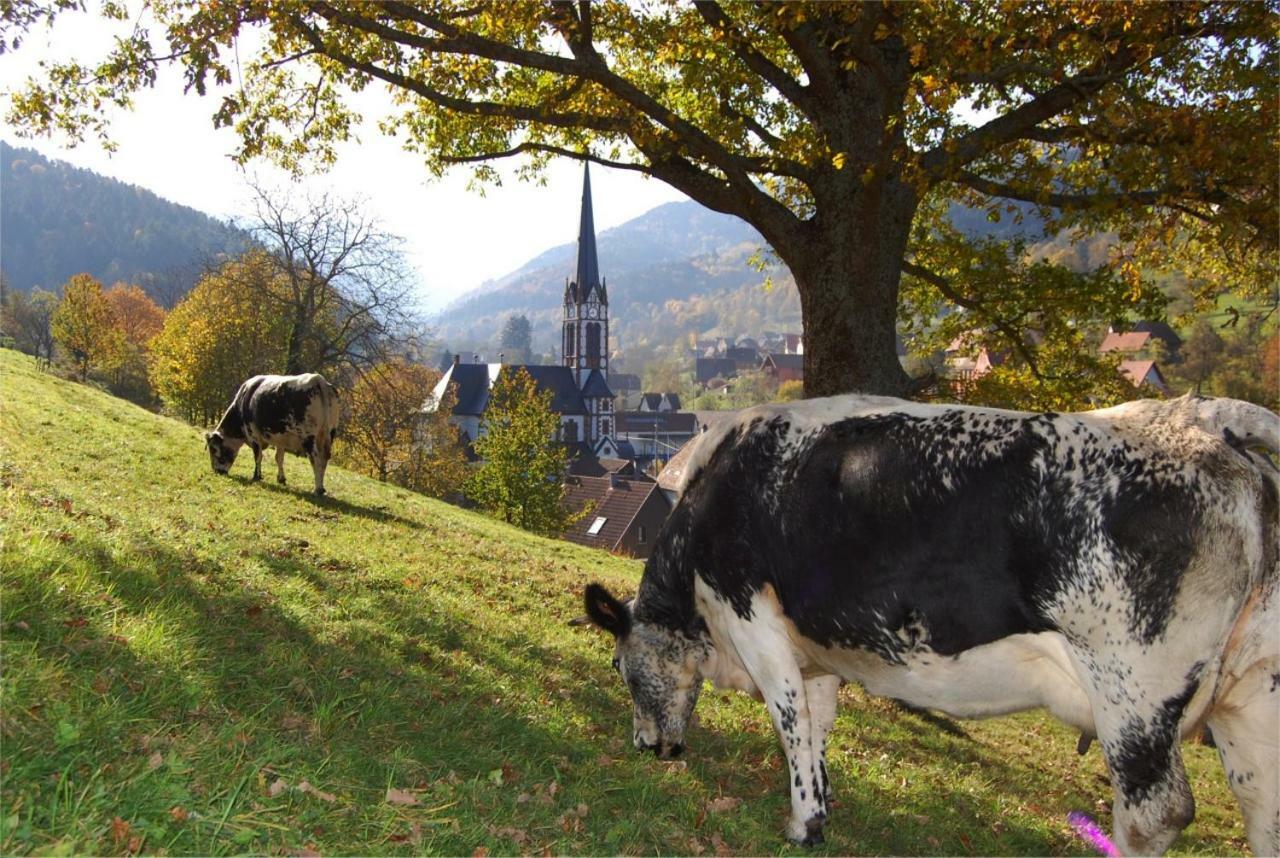 Petit week end dans la vallée Breitenbach-Haut-Rhin Buitenkant foto